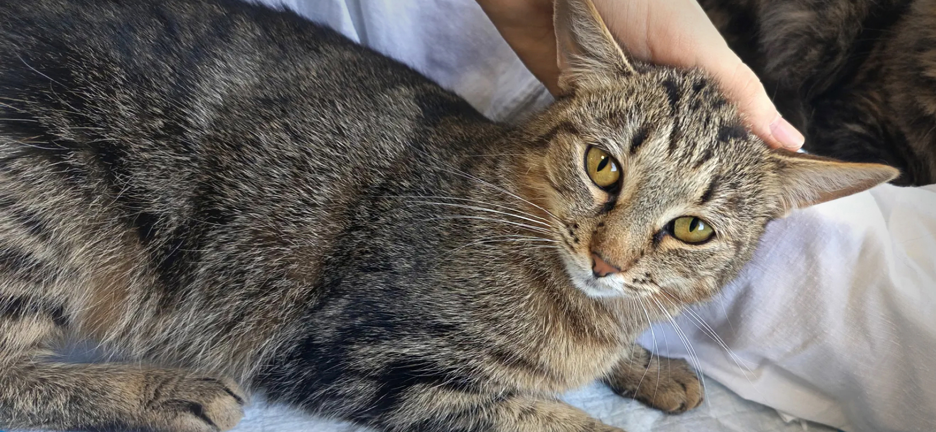 «Всех кошмарит, но со мной — ласко­вый пирожочек»: фото животных, которым помогают волонтеры