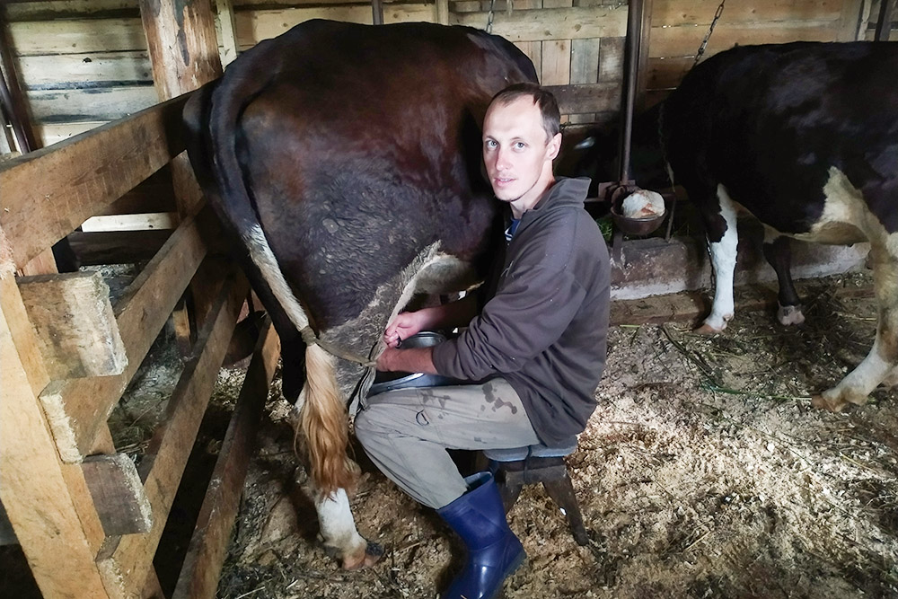 На ферме учат доить корову