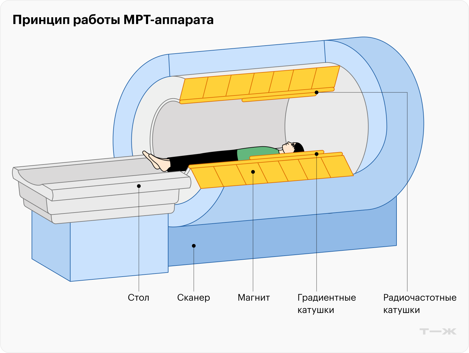 Внутри аппарата МРТ человек лежит в магнитном поле, а радиоволны заставляют атомы водорода в составе разных тканей его тела передавать разные радиосигналы. Благодаря градиентным катушкам можно постепенно снимать сигнал с разных частей тела