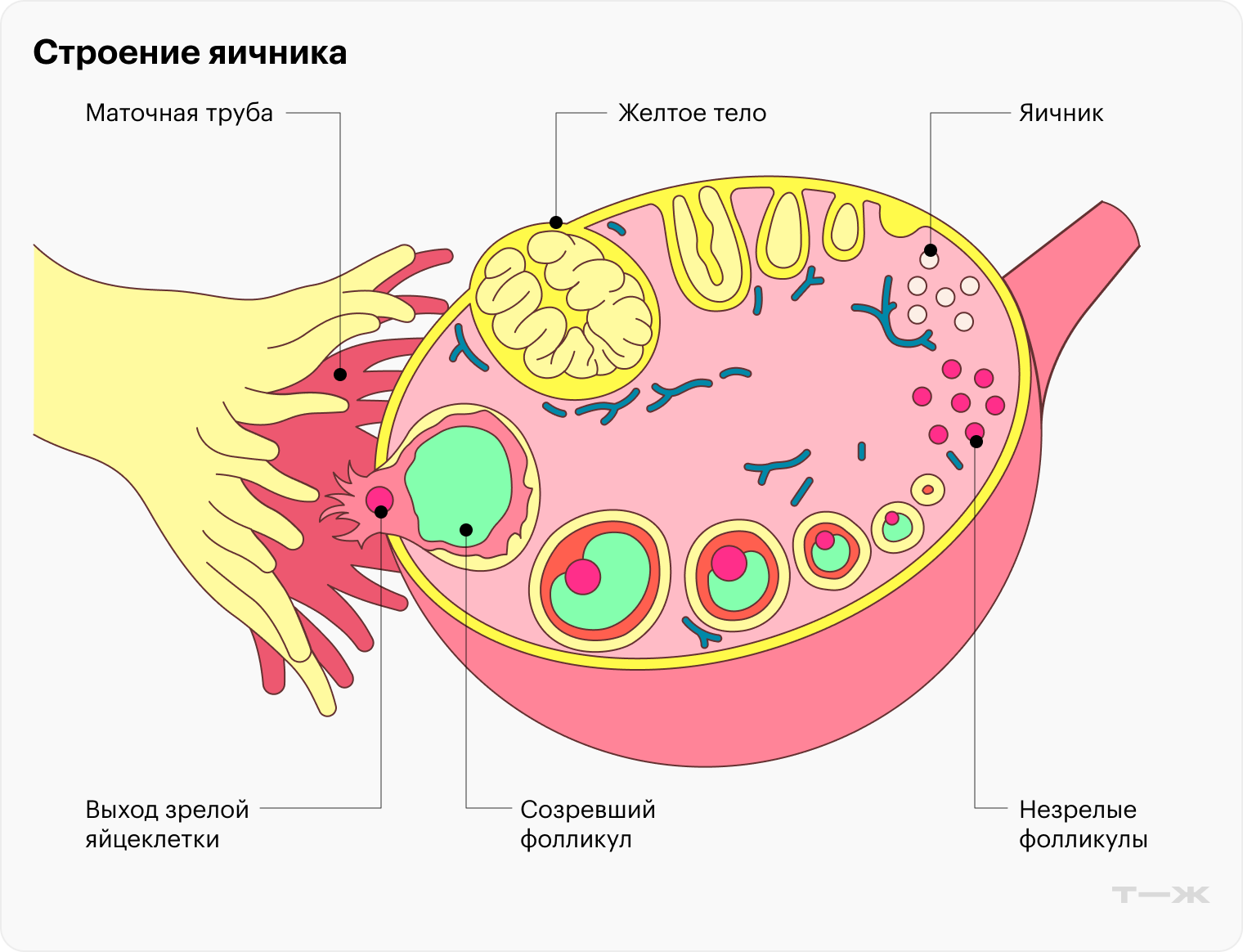 Яйцеклетки хранятся в специальных мешочках внутри яичника — фолликулах. В середине цикла яйцеклетка выходит из созревшего фолликула, и на его месте образуется желтое тело, которое вырабатывает эстрогены и прогестерон