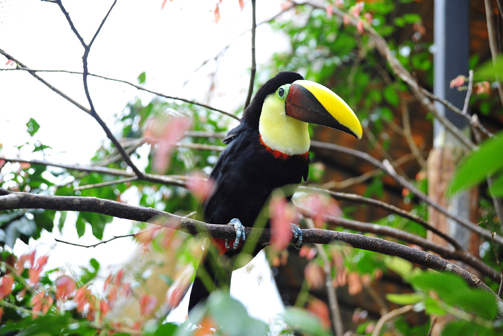 Туканы — визитная карточка Коста-Рики