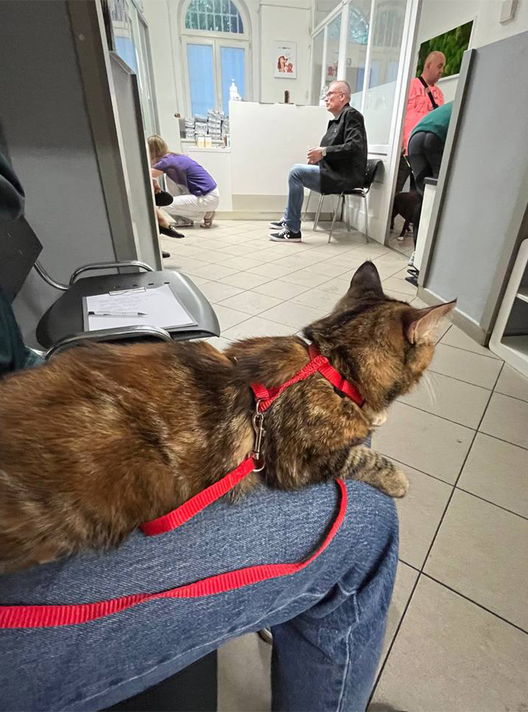Кошка Ириска спокойно путешествует в машине и сидит в очереди к ветеринару