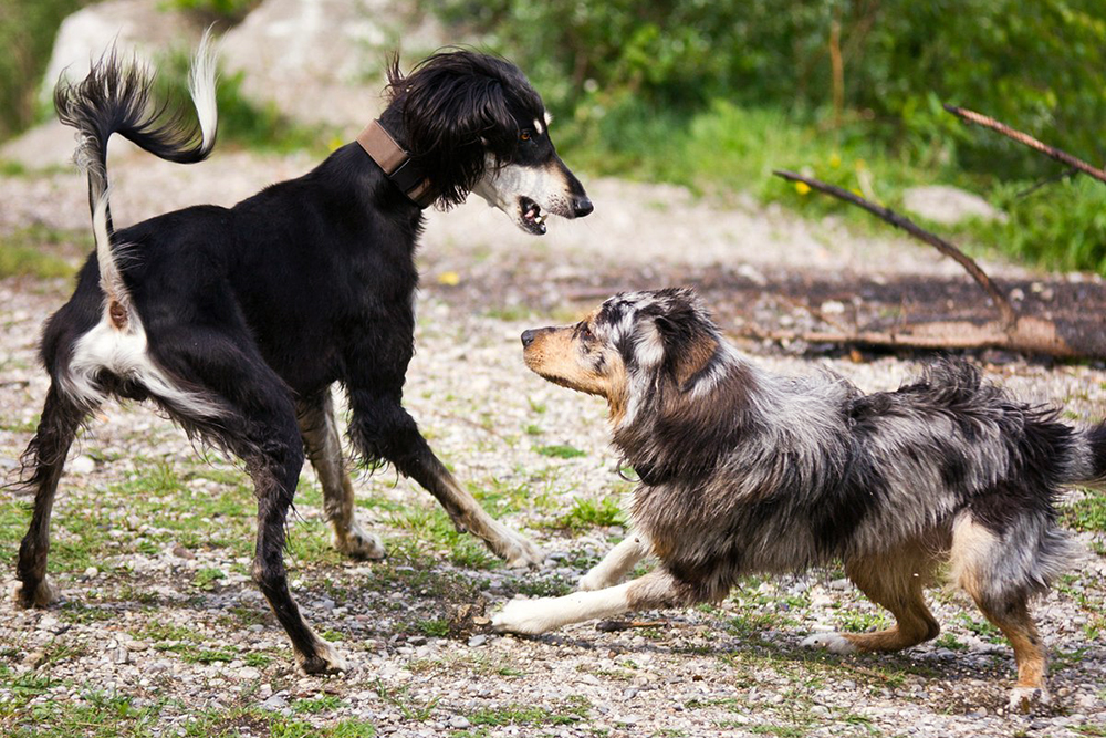 Поводы к конфликту между собаками могут быть разные: борьба за территорию или игрушку, из⁠-⁠за неумения собак сдерживать себя в играх, неумения владельцев реагировать на сигналы собак, натянутые поводки и множество других факторов. Источник: freeimages.com
