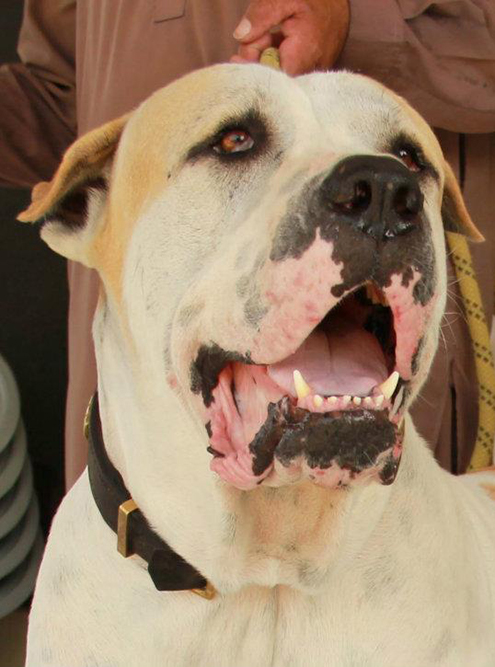 Взрослые самцы собак породы булли кутта, или пакистанский мастиф, могут весить 90 кг. К таким собакам, входящим в перечень потенциально опасных пород, требования повышенные: гулять они могут только на поводке и в наморднике. Источник: Shaffu007 / Wikipedia