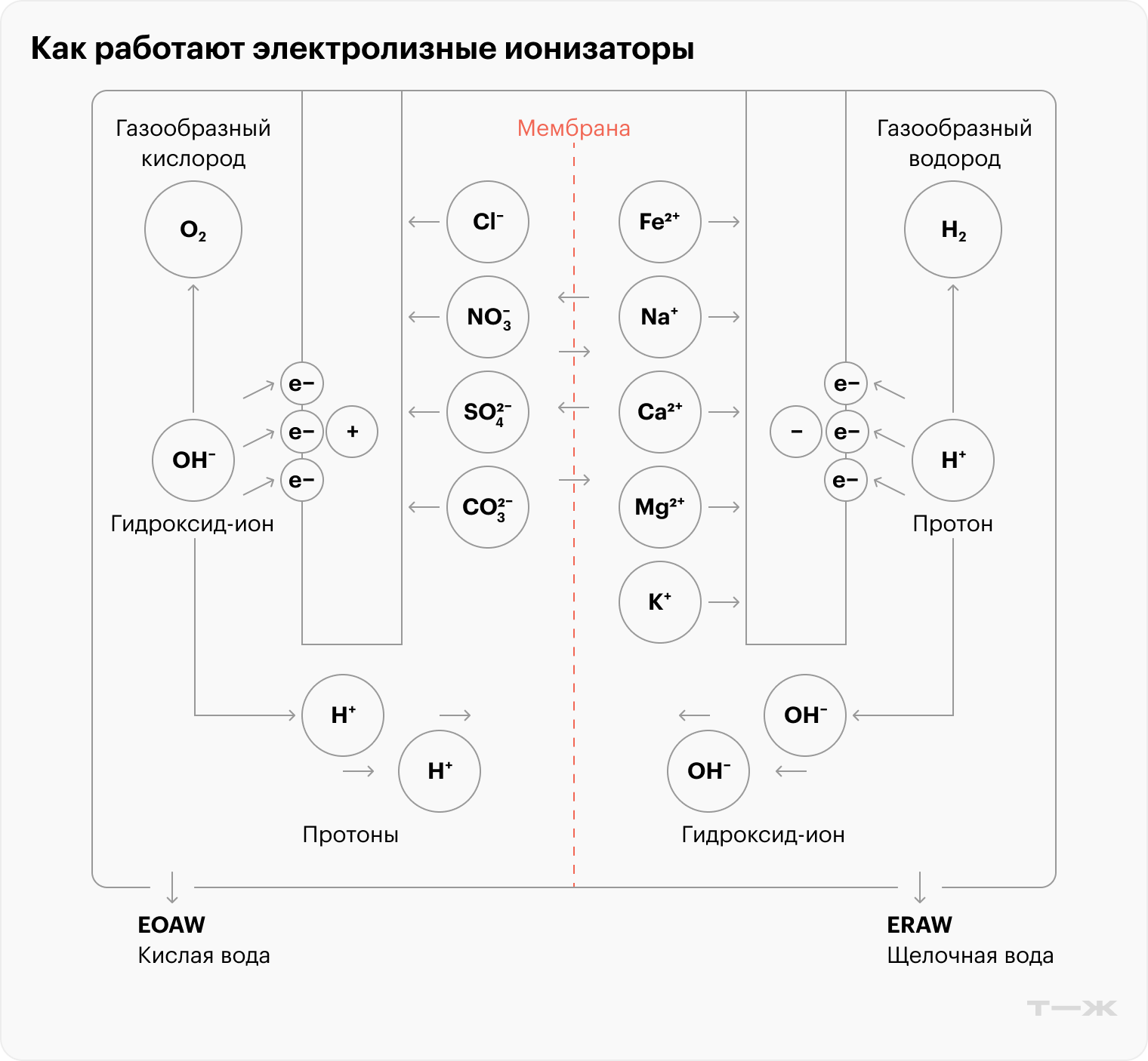 Смешиваться «мертвой» и «живой» воде не дает полимерная мембрана, которая пропускает заряженные ионы только в одну сторону