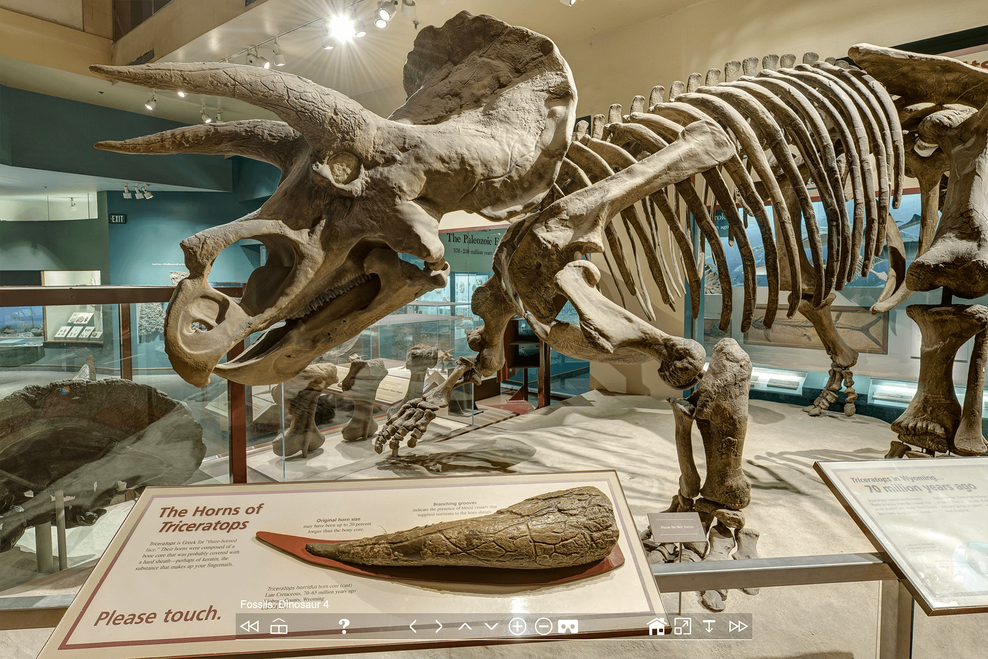 Зал динозавров, в котором есть скелет трицератопса