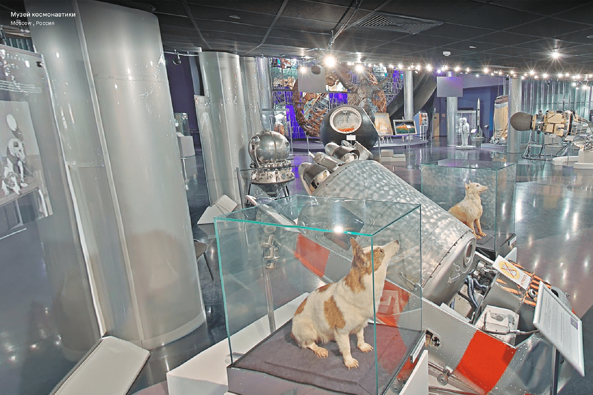 Белка и Стрелка не самые первые собаки в космосе, просто самые знаменитые