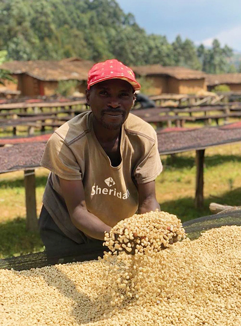 Мытый кофе на ферме в Бурунди раскладывают на столах для просушки