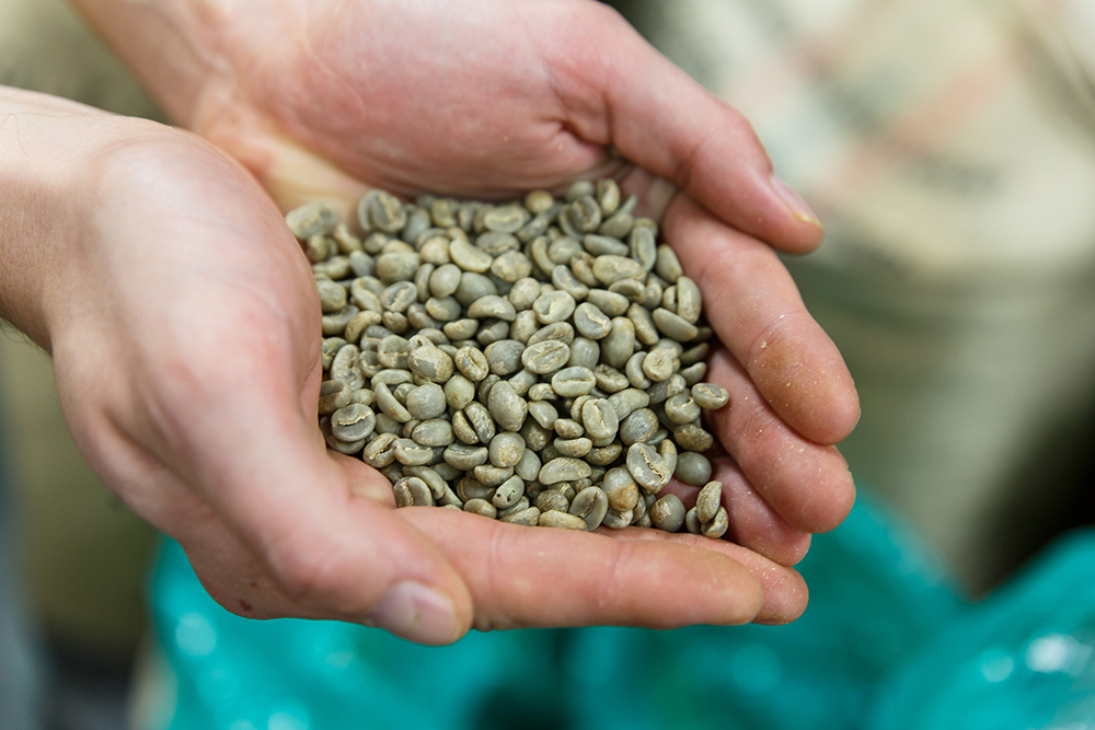 В зависимости от обработки зеленые кофейные зерна могут выглядеть по-разному. Например, это кофе мытой обработки. Фото: Ксения Колесникова