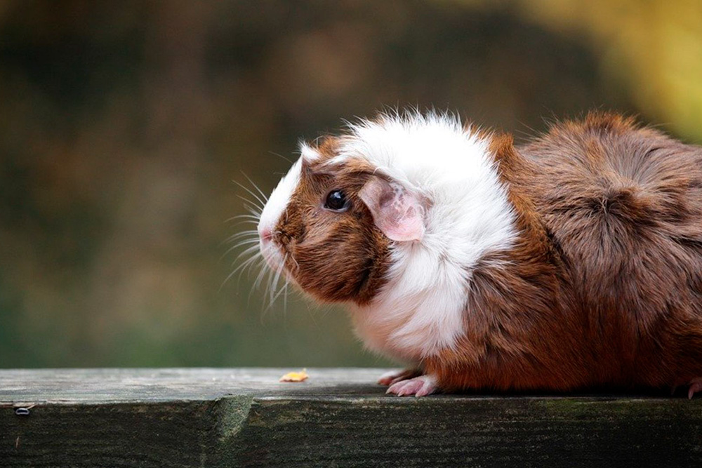 Это пример свинки с розетками — скорее всего, абиссинской породы. Фото: Pixabay