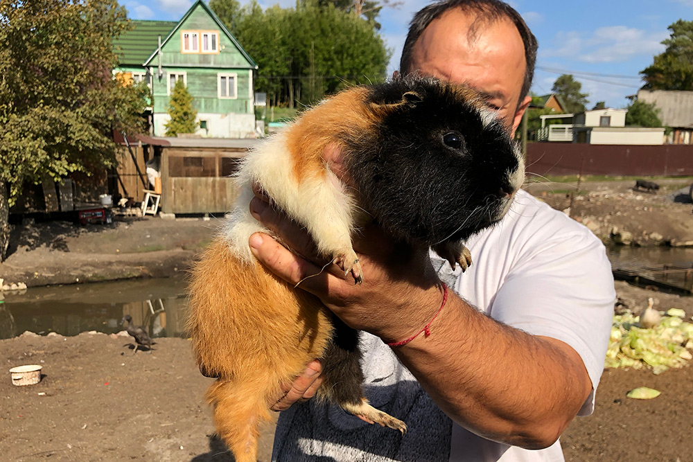 Вот так выглядит порода куи — свинка размером с кролика. Фото: «Википедия»