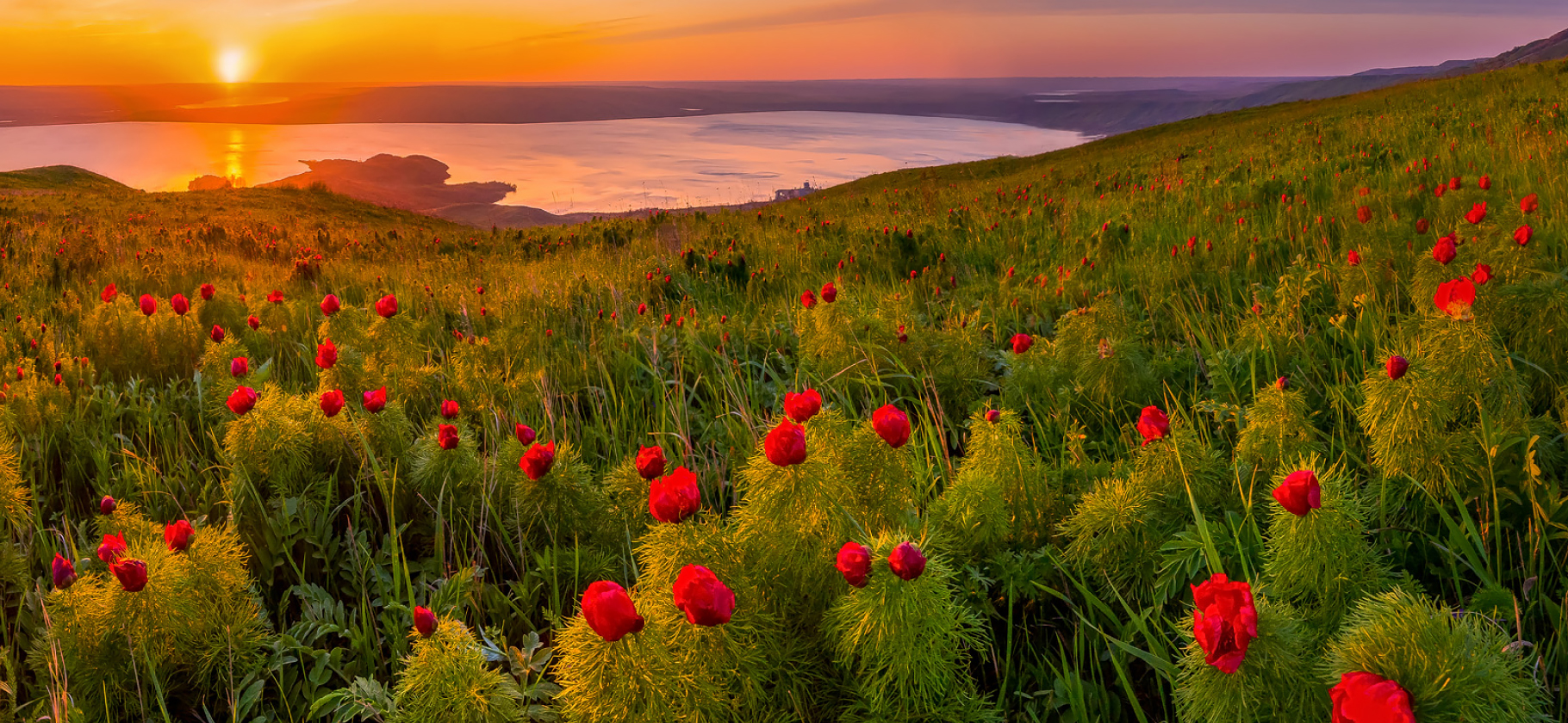 Цветущие поля в России: где любо­вать­ся тюльпанами, ирисами и другими цветами