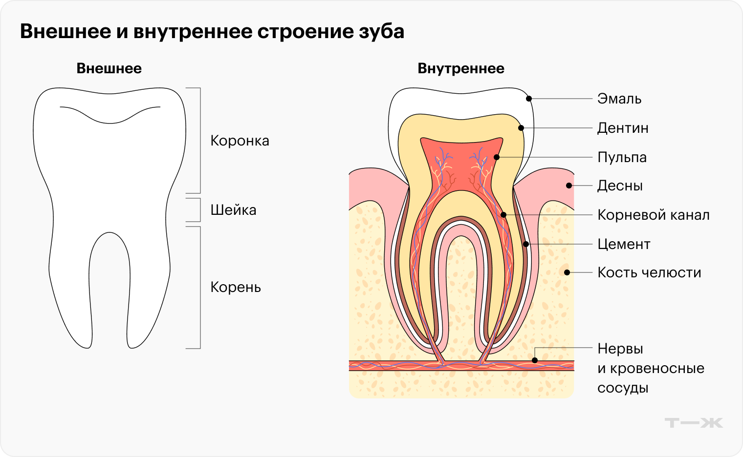 Дентин под эмалью желтоватого цвета, поэтому, если она истончается, цвет зубов меняется