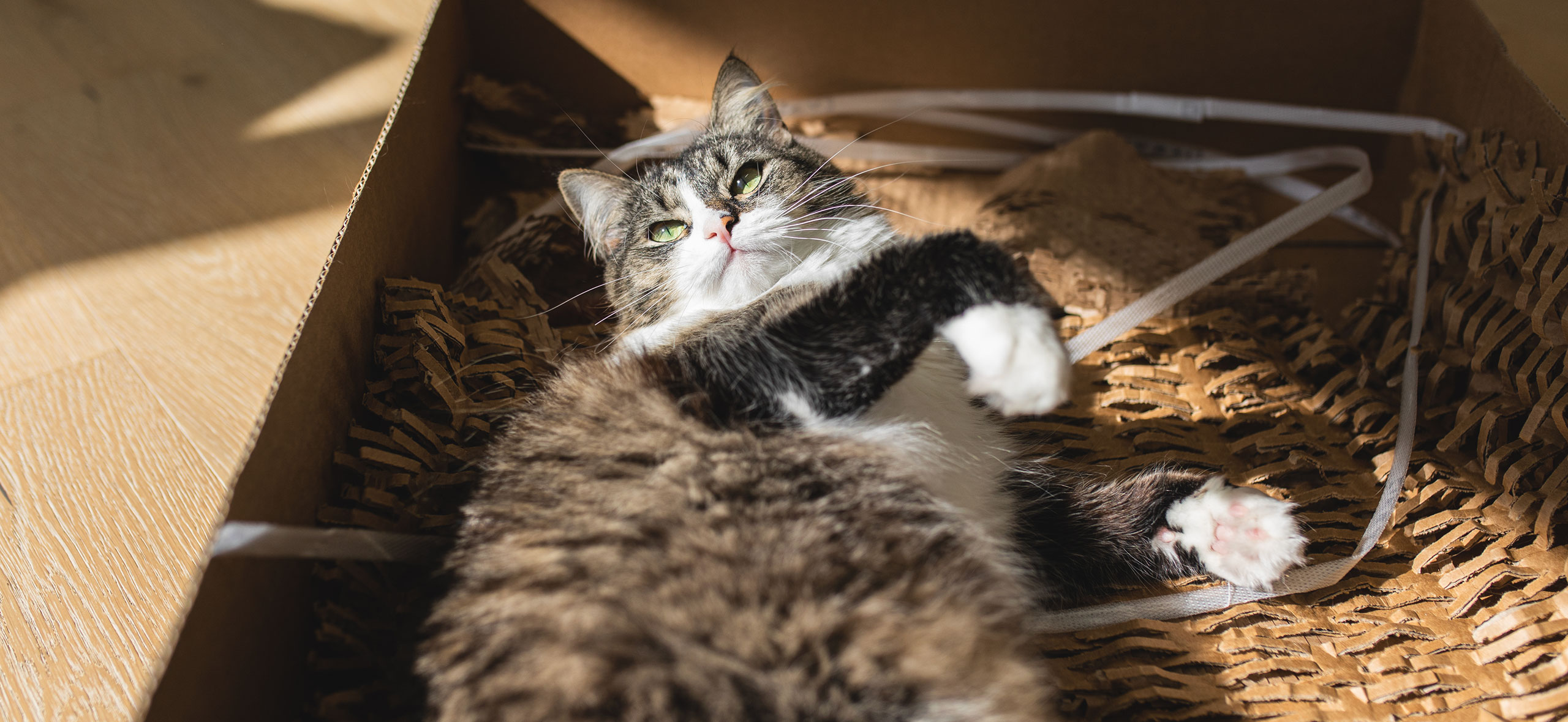 Почему кошки любят коробки и пакеты