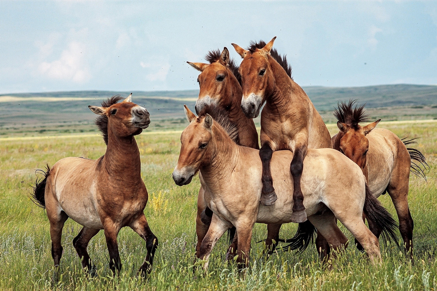 Привезенные лошади были не из одного табуна, поэтому они адаптировались и к совместной жизни
