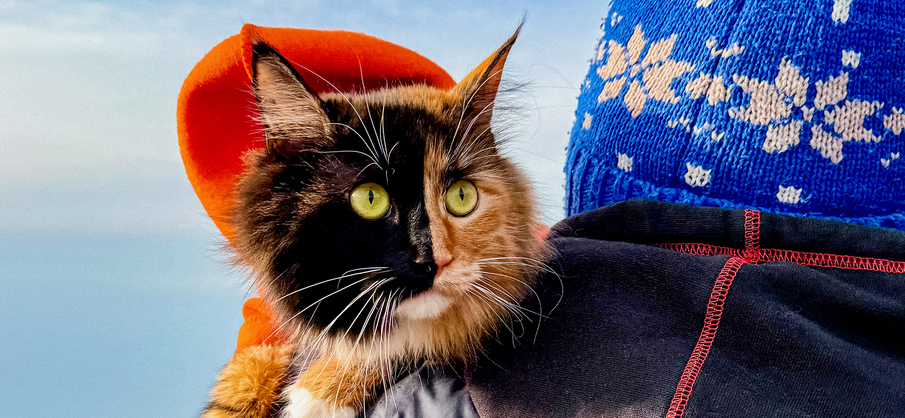 «Сидел на ветке и ловил снежинки»: 11 питомцев, которые отлично провели каникулы