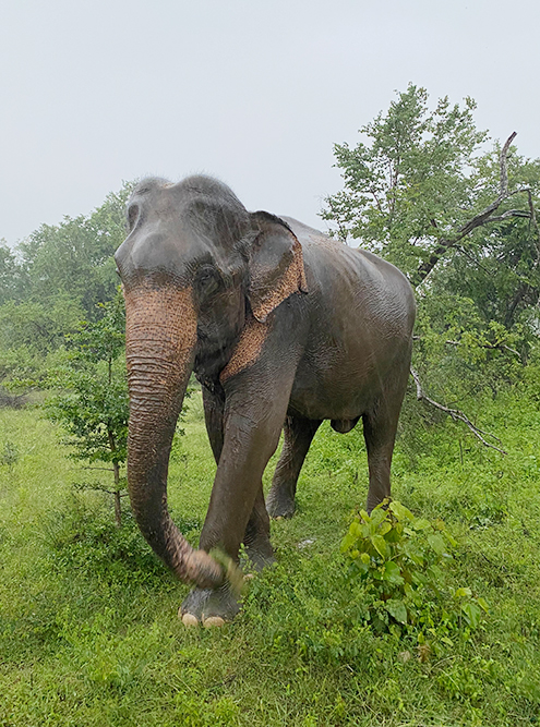 Слоны в национальном парке подходили очень близко, было даже страшно