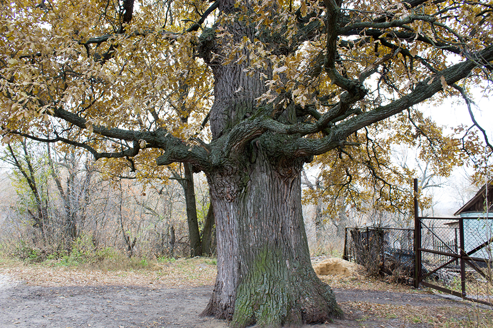 Первые 5—10 лет дуб прибавляет примерно по 20 см в год и не представляет угрозы, но крупное дерево может стать проблемой на участке