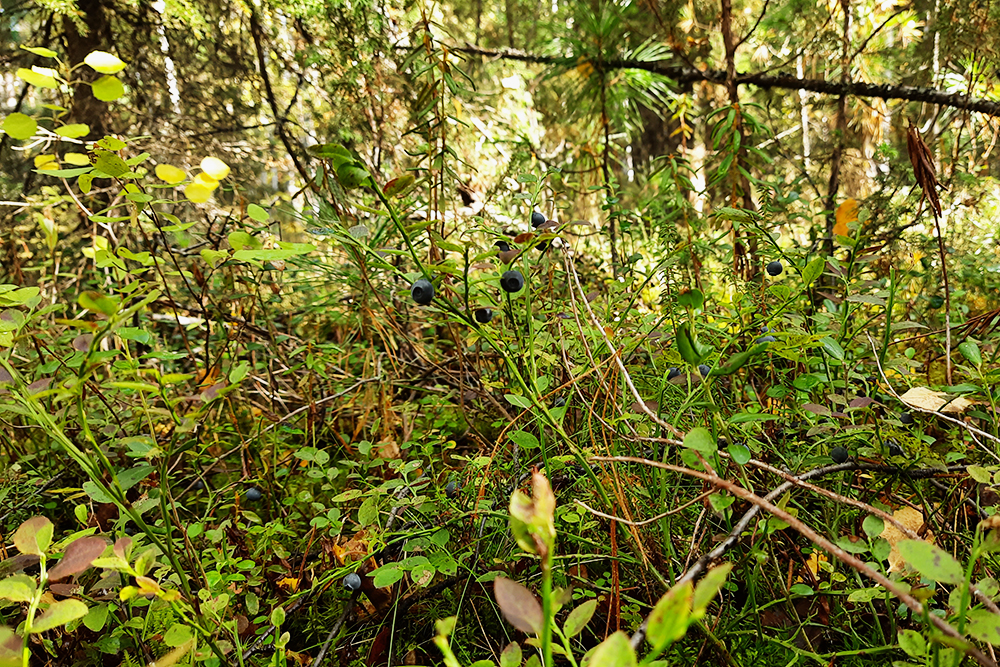 В августе листики на кусте растут плотной кроной, и годки под ними словно прячутся