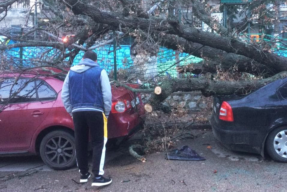 К сожалению, проблема с парковками имеет печальные последствия: например, в начале декабря 2021 года в Ялте был шквальный ветер, из⁠-⁠за которого десять автомобилей пострадали от упавших деревьев. Источник: телеграм-канал главы города