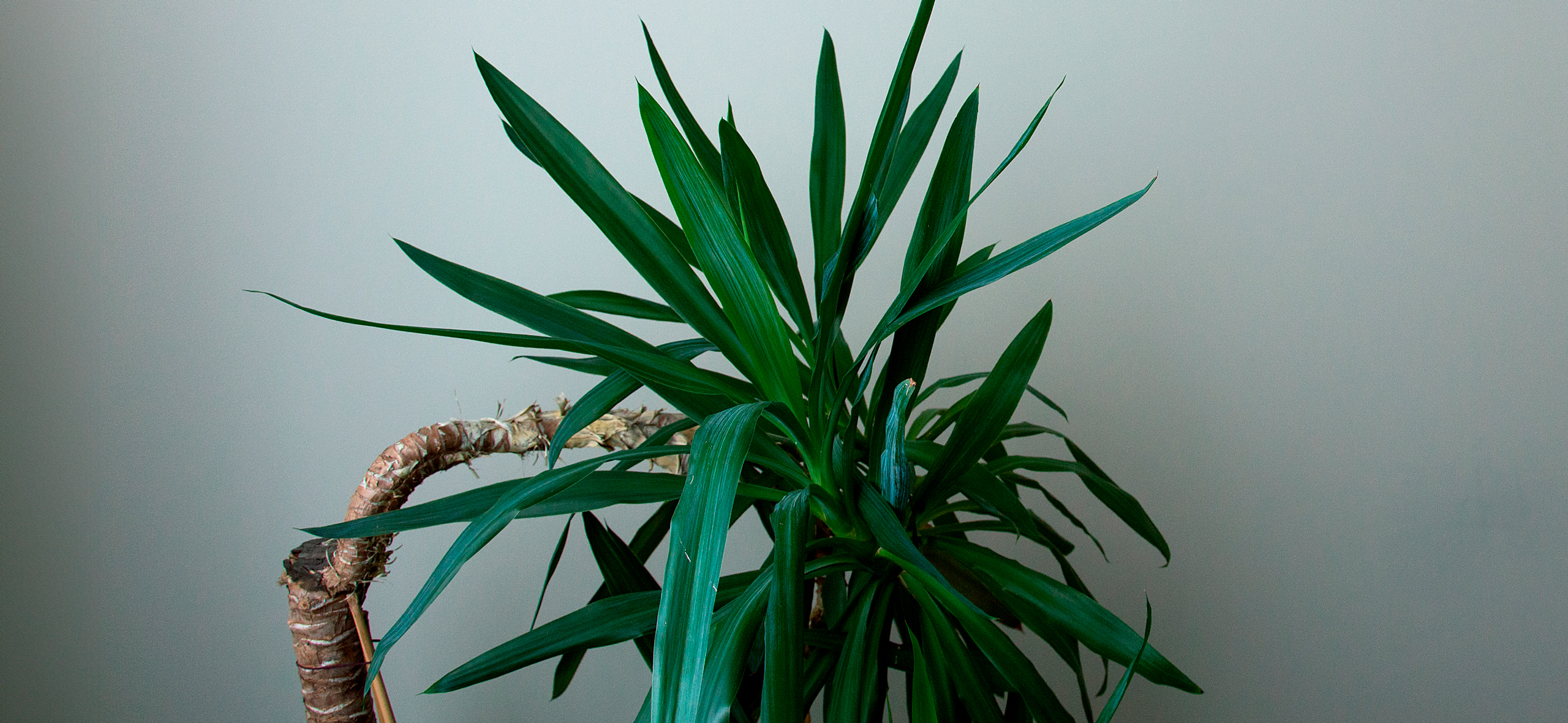 Как вырастить юкку дома