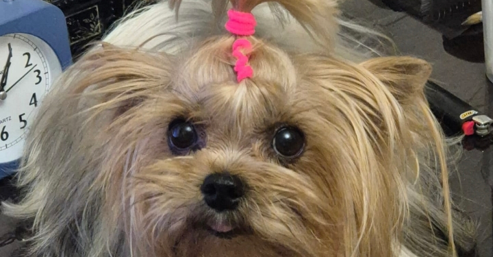 Фото питомца: йоркширский терьер Мила после парикмахерской