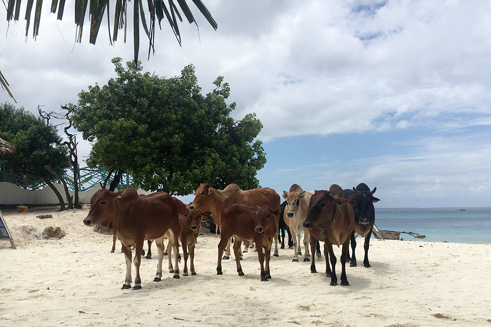 Коровы свободно гуляют по острову и занимают всю тень на пляже, вытесняя оттуда туристов