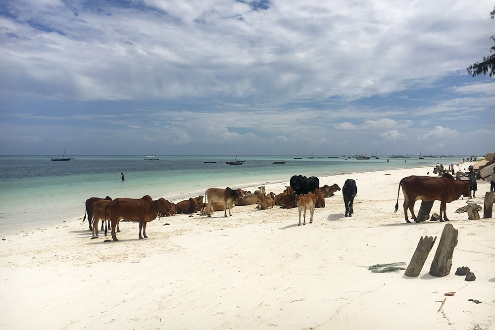 На Нунгви много людей. Иногда приходят коровы из соседней рыбацкой деревни