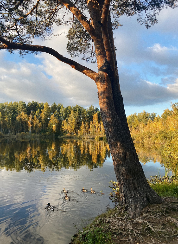 Я очень люблю золотую осень, и Зеленоград в этот период особенно прекрасен. Фото: Ольга Тройникова