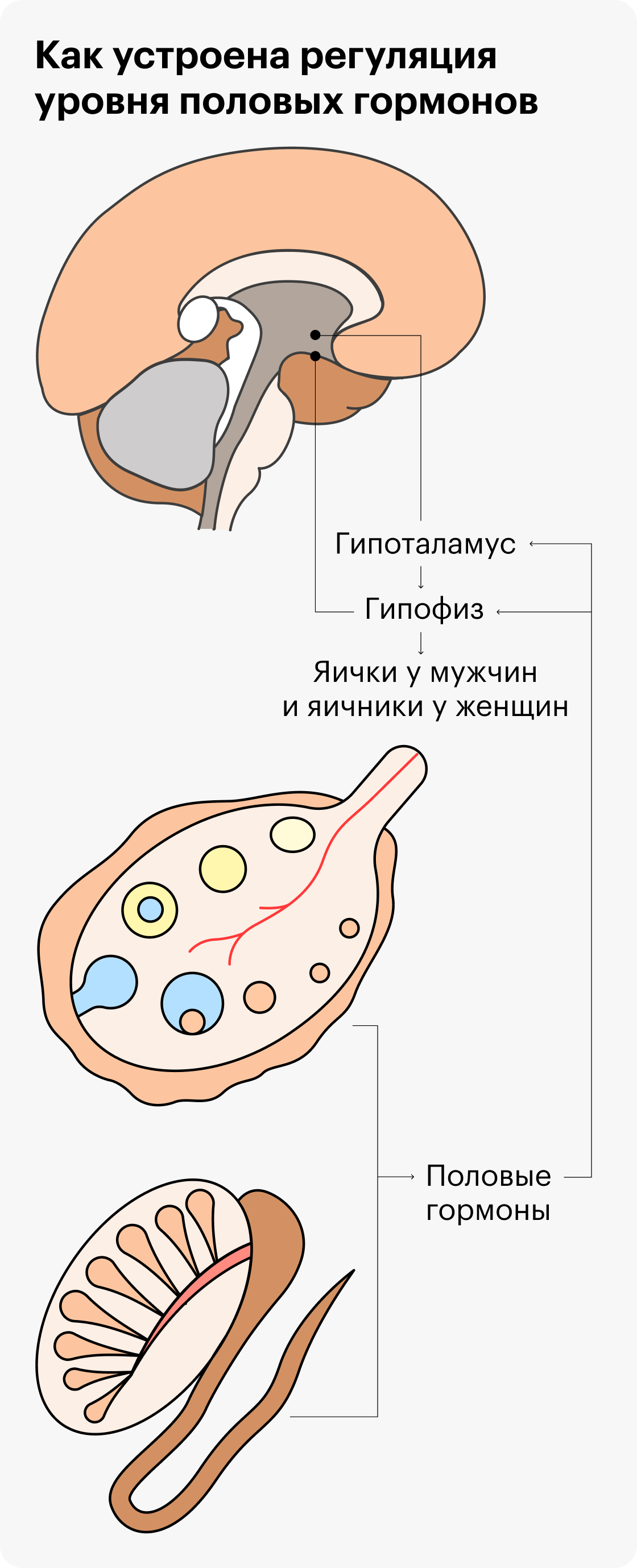 Gravita Family Clinic | Эстрадиол, эстрон и эстриол в крови