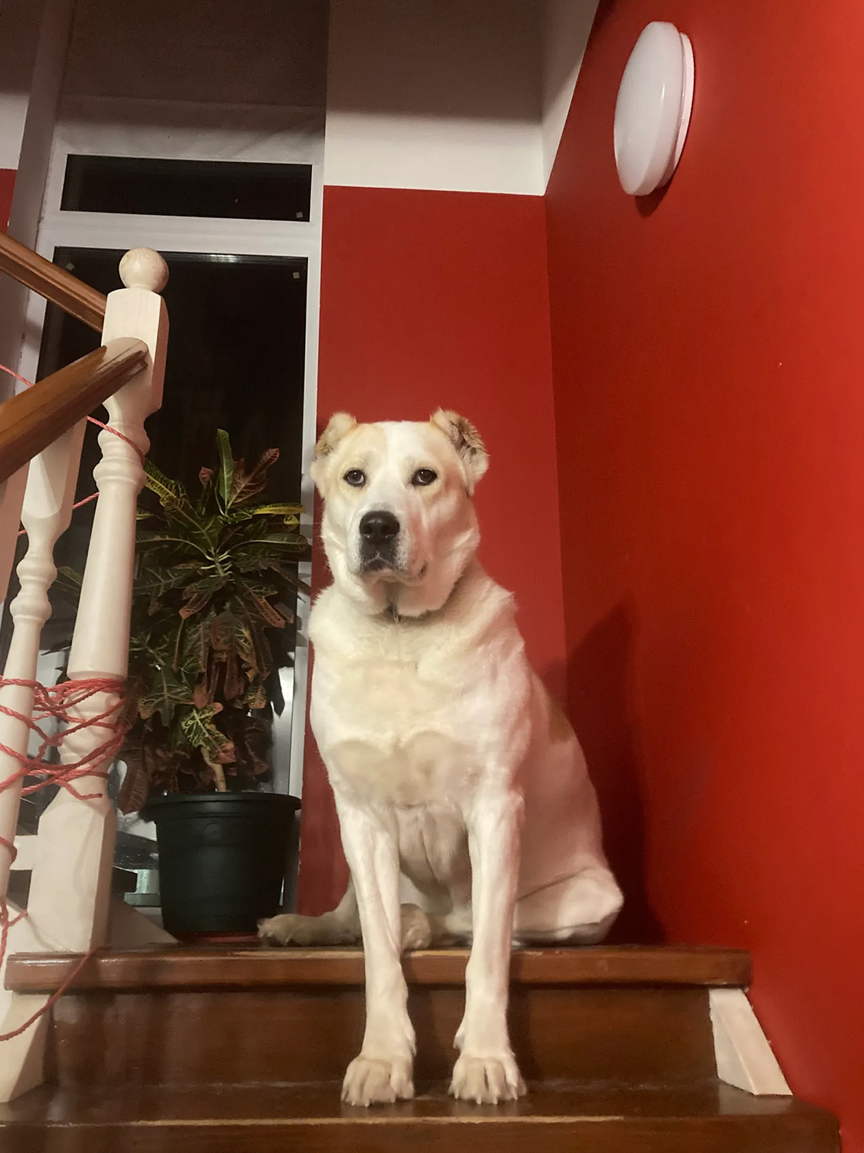 Наша красивая собака на красивой лестнице