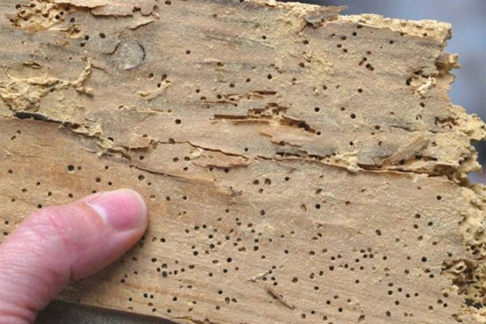 Как защитить дом из бруса от жуков-короедов? | СтройДомРФ