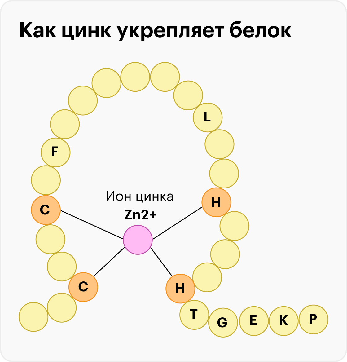 БАДы с цинком: состав, эффективность, польза и вред, как выбрать и стоит ли  принимать