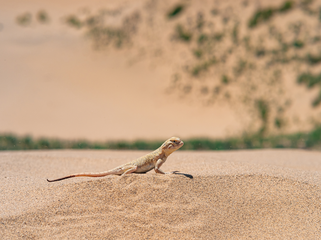 Бархан Сарыкум, обитатели, фото