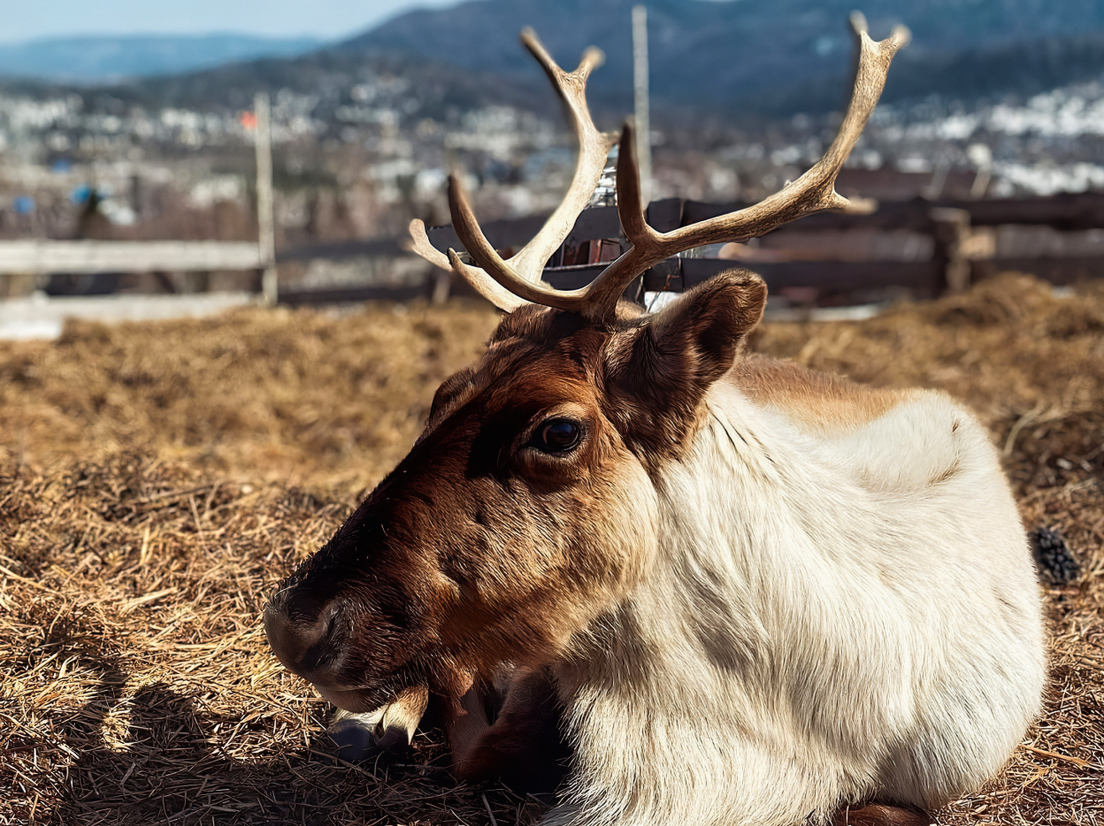 Олень с фермы «Оленегеш», Шерегеш