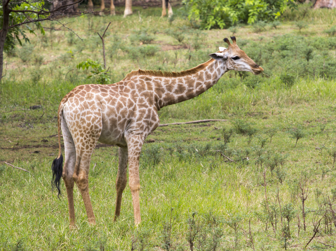Парк «Касела» на Маврикии