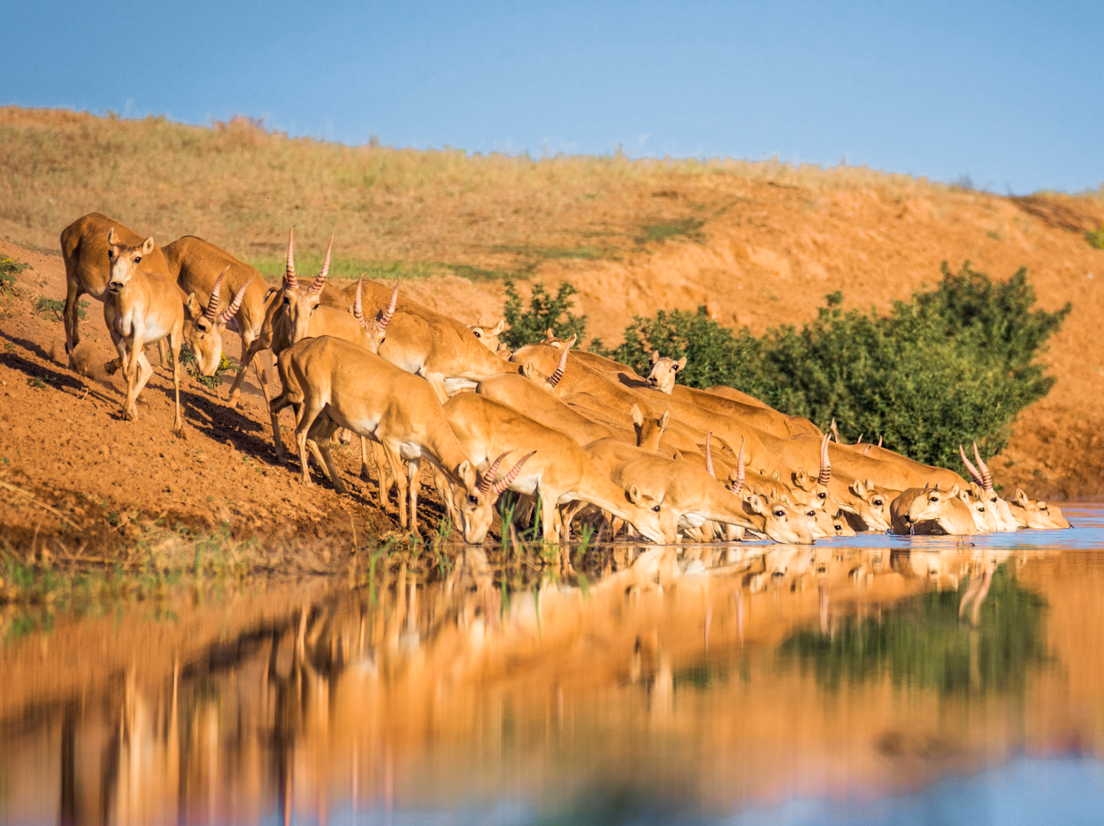 Заповедник «Черные земли», фото