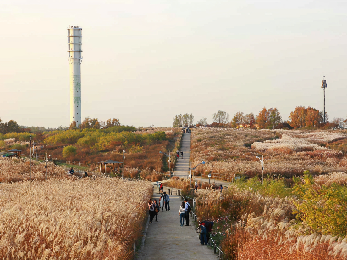 Поля мискантуса в Южной Корее