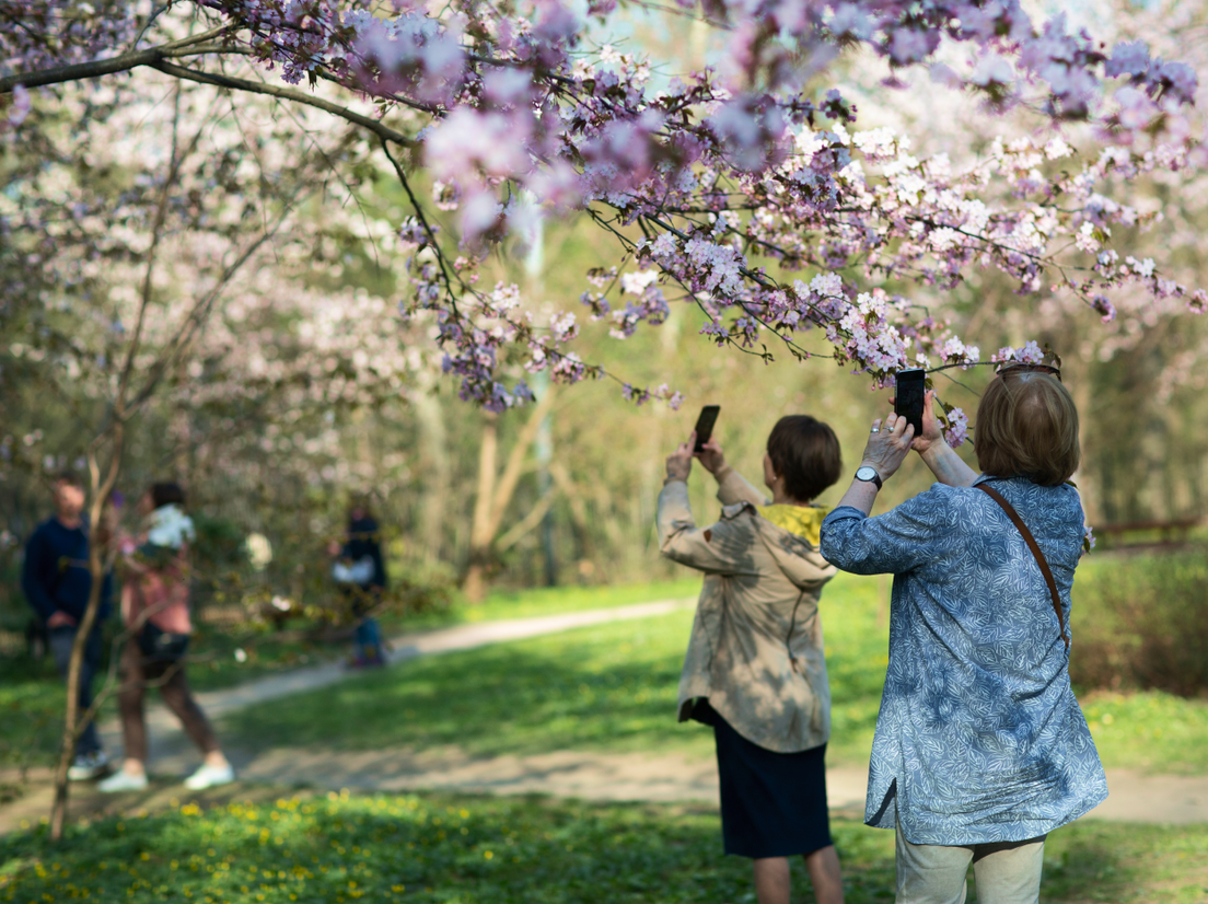 Фото: цветение в Аптекарском огороде