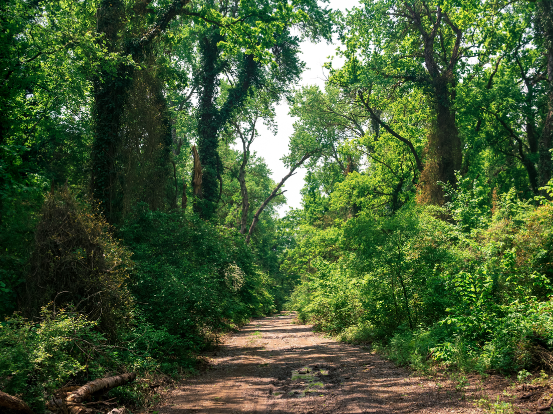 Самурский лес, фото