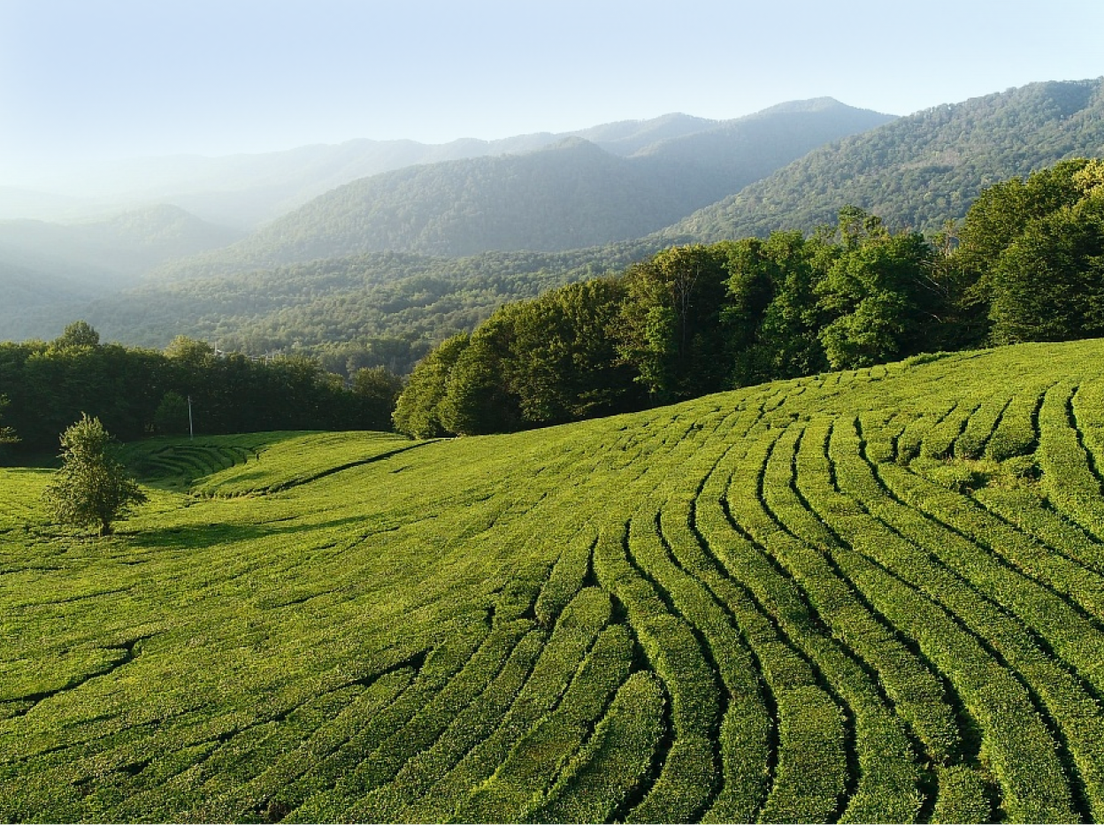 Мацестинские чайные поля фото