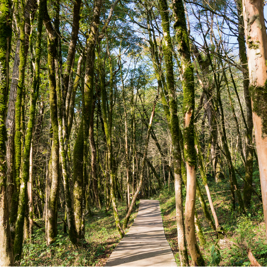Тропинка Тисо-самшитовой рощи фото