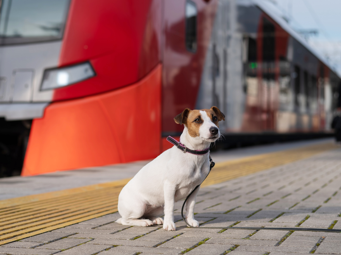 Собака на вокзале, фото