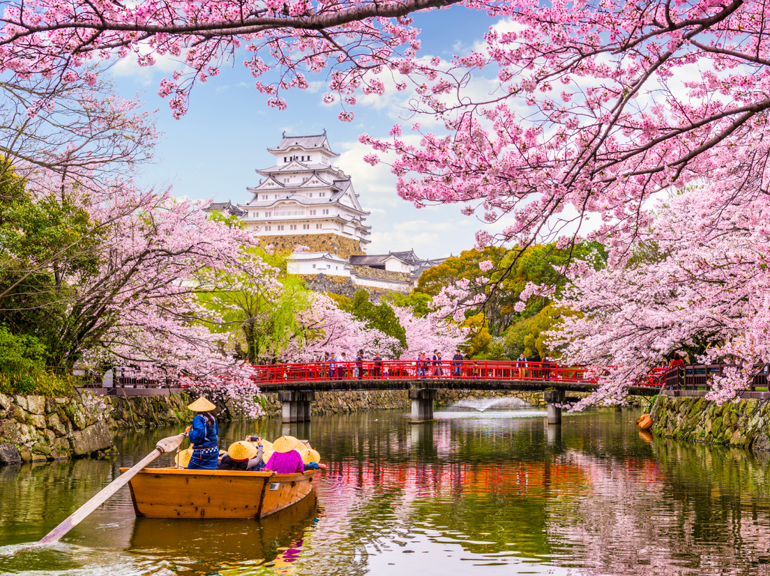 Цветение сакуры в Химедзи, фото