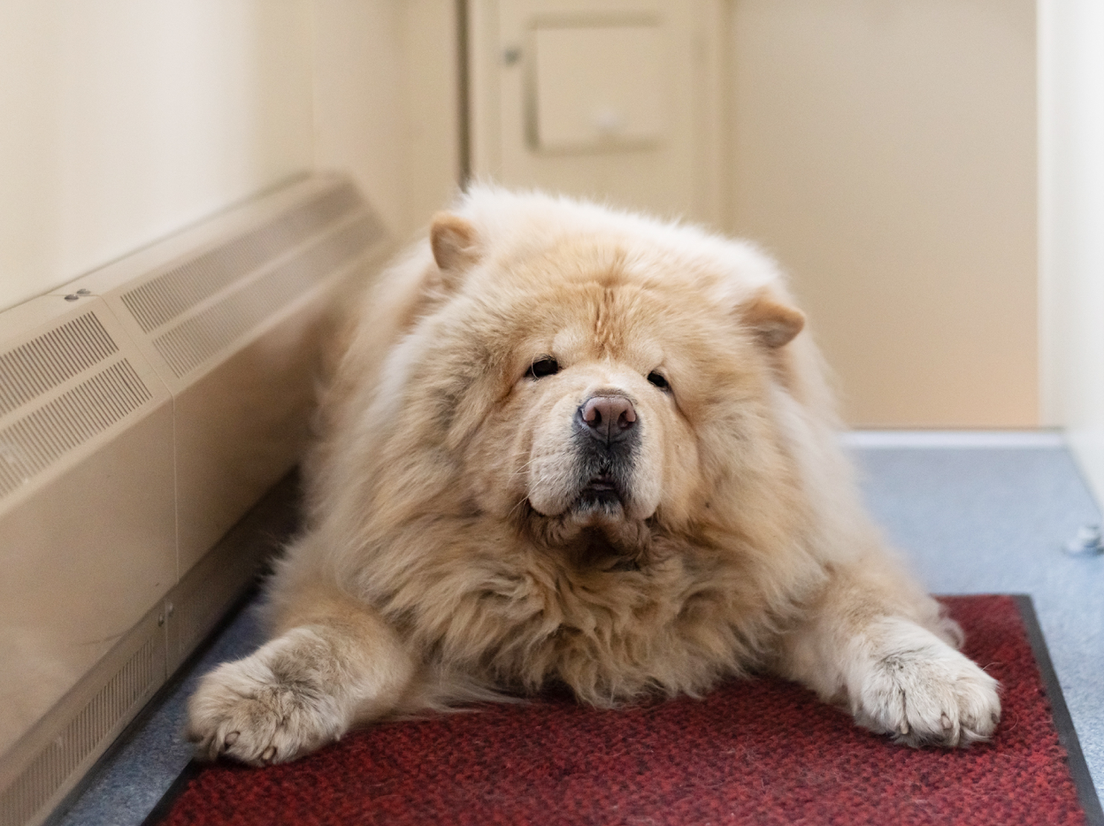 Собака в поезде, фото