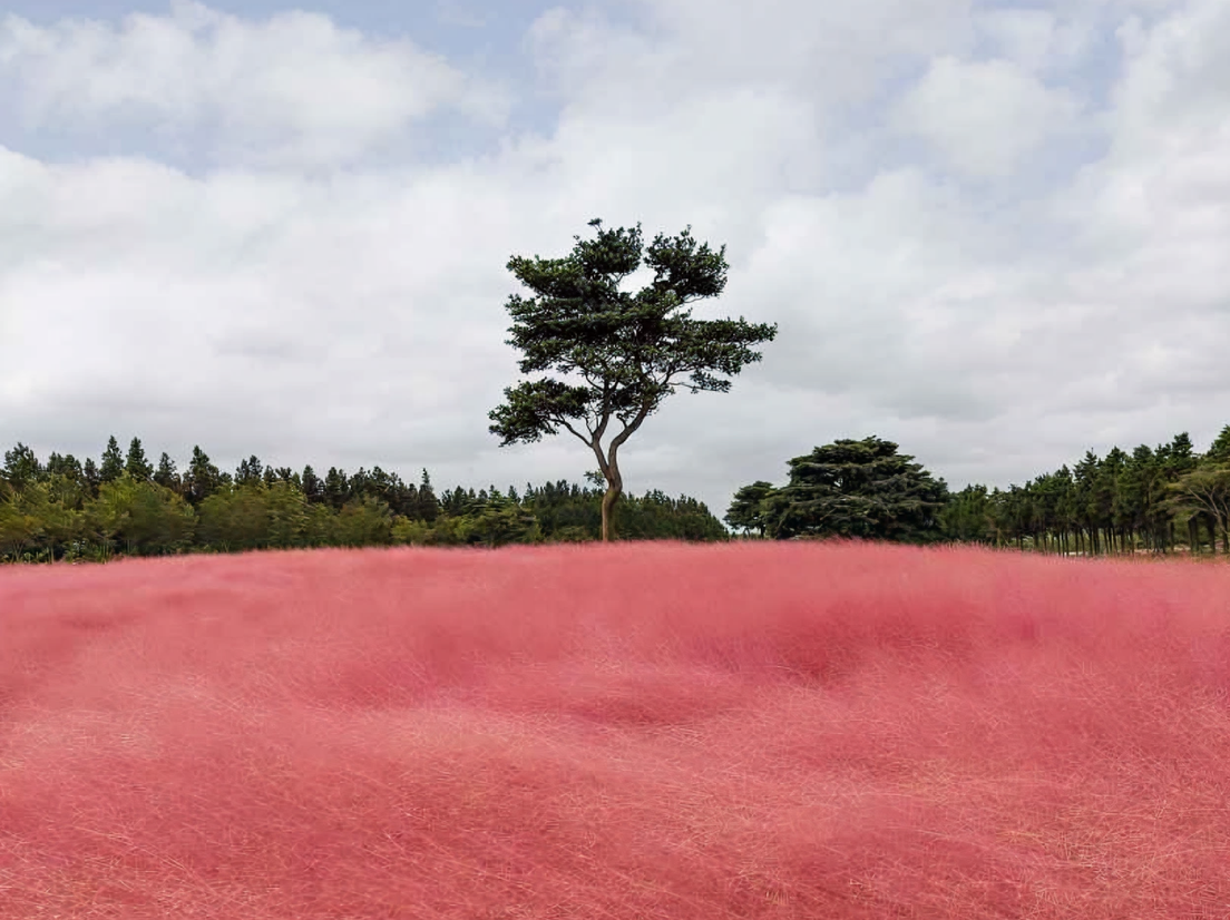 Поля травы мьюли в Южной Корее