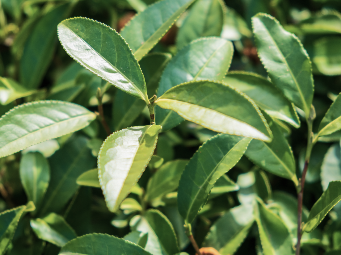 Чайные поля фото