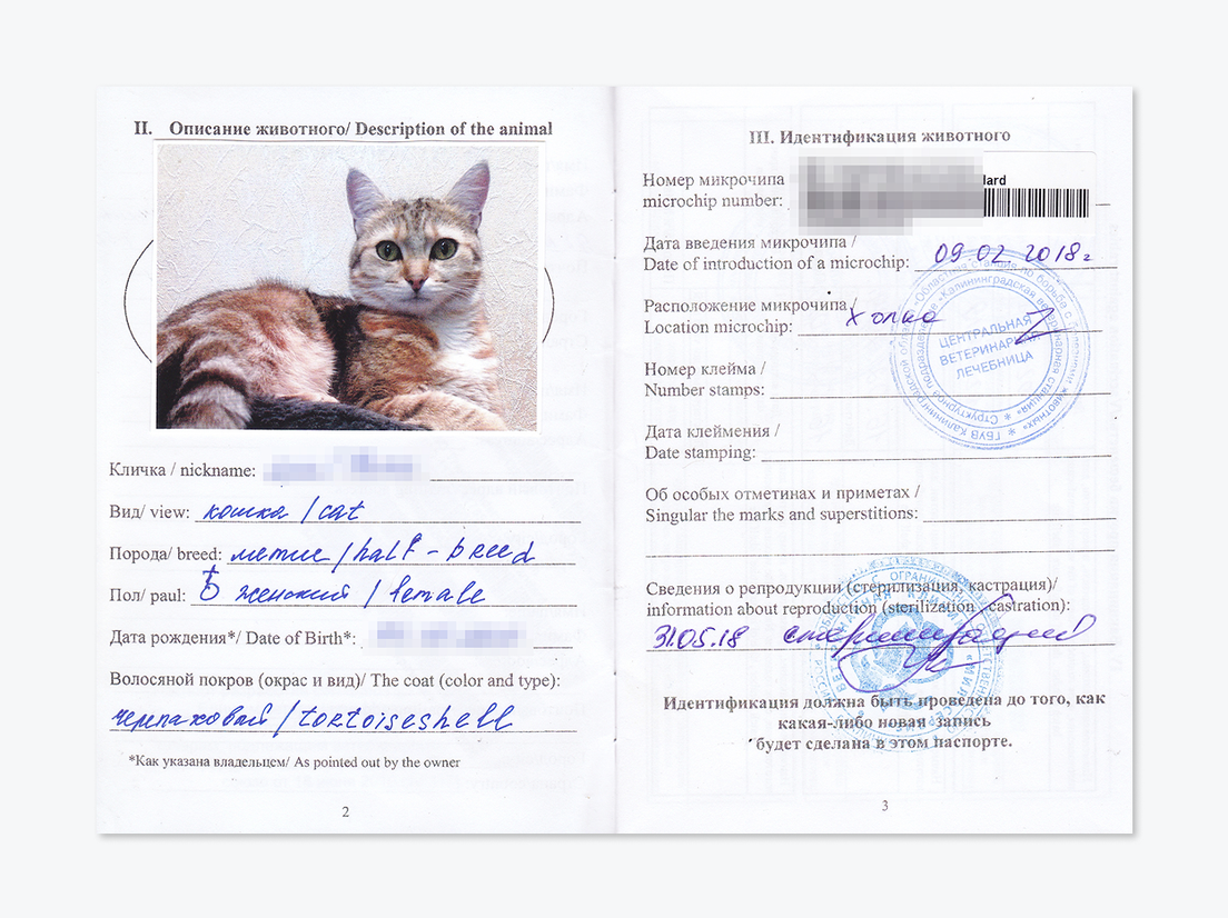 Ветпаспорт для перелета в самолете