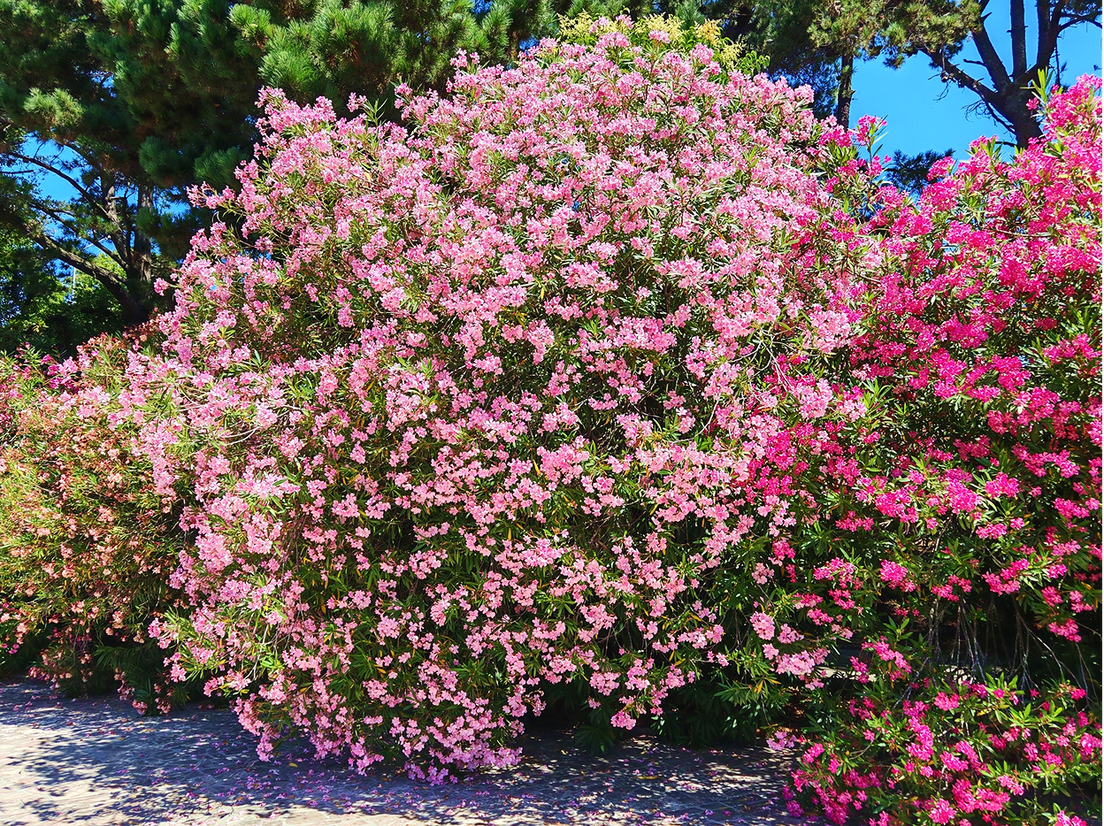 Пейзажи Сочинского дендрария фото
