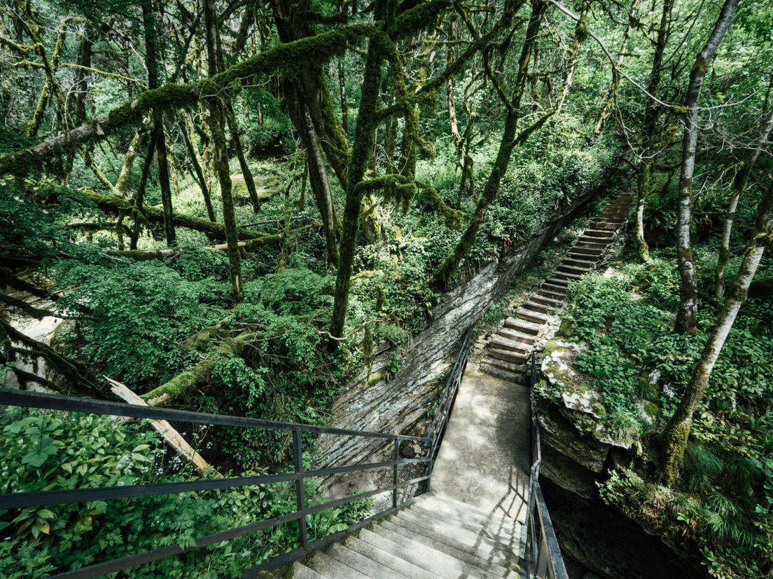 Тропа для хайкинга в тисо-самшитовой роще, Краснодарский край